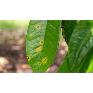 Trừ nấm Mancozeb Xanh Ấn Độ Vua nấm bệnh, trừ thối trái, thán thư, rỉ sắt, nấm hồng gói 1 kg