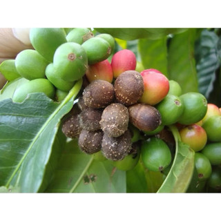 Trừ nấm Mancozeb Xanh Ấn Độ Vua nấm bệnh, trừ thối trái, thán thư, rỉ sắt, nấm hồng gói 1 kg