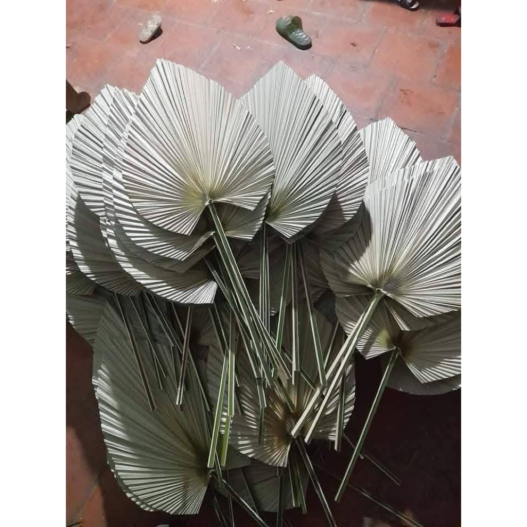Combo 20 lá cọ khô màu tự nhiên decor trang trí chụp ảnh – handmade