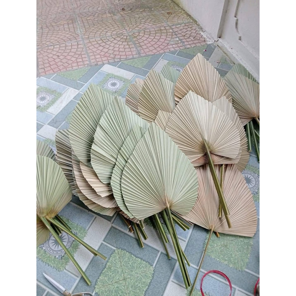 Combo 20 lá cọ khô màu tự nhiên decor trang trí chụp ảnh – handmade