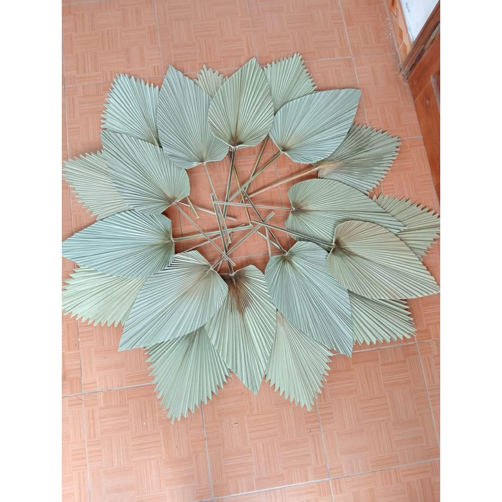 Combo 20 lá cọ khô màu tự nhiên decor trang trí chụp ảnh – handmade