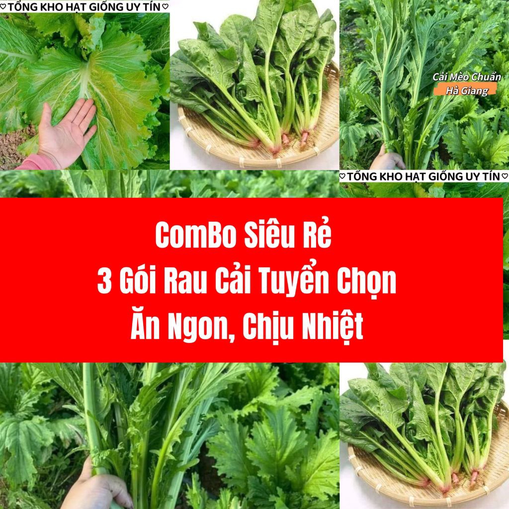 [ Tiết Kiệm ] Combo 3 Gói Rau Cải Chịu Nhiệt 💞Hàng Tuyển Chọn Gieo Trồng Quanh Năm