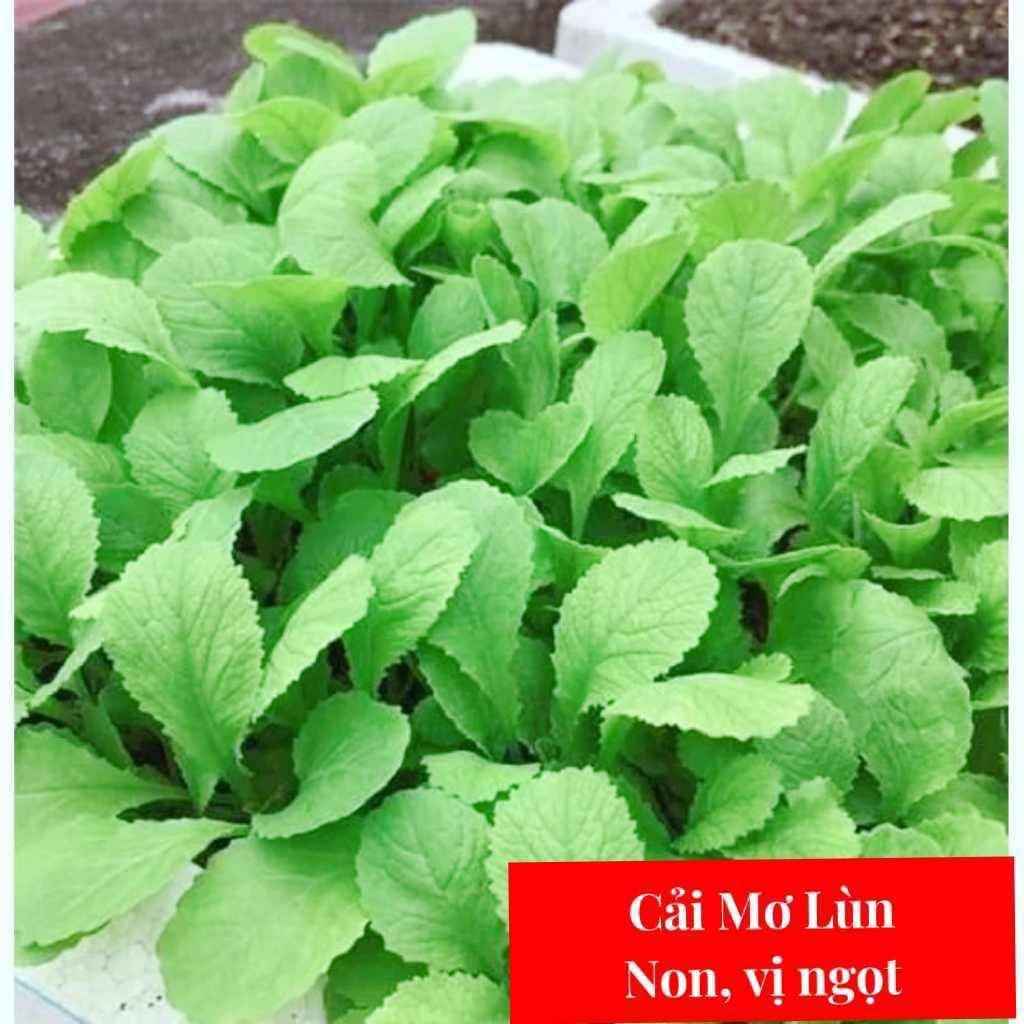[ Tiết Kiệm ] Combo 3 Gói Rau Cải Chịu Nhiệt 💞Hàng Tuyển Chọn Gieo Trồng Quanh Năm