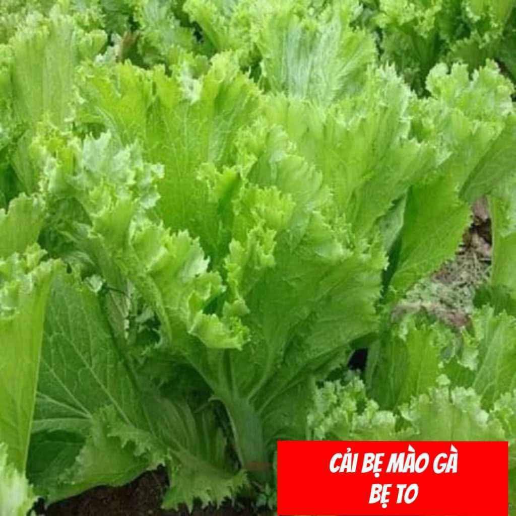 [ Tiết Kiệm ] Combo 3 Gói Rau Cải Chịu Nhiệt 💞Hàng Tuyển Chọn Gieo Trồng Quanh Năm