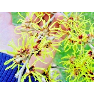 NƯỚC CÂY PHỈ (ALCOHOL FREE WITCH HAZEL HYDROSOL)