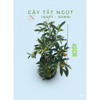 Chậu đen mềm C7 Kim Quất Mỹ Ngọt - Tắc Ngọt Mỹ - Vườn Như Ngọc