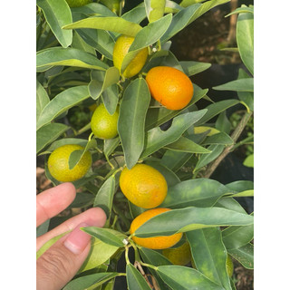 Chậu đen mềm C7 Kim Quất Mỹ Ngọt - Tắc Ngọt Mỹ - Vườn Như Ngọc