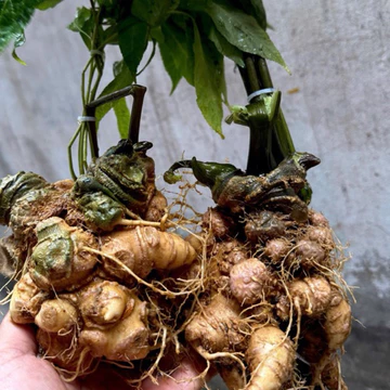 1kg Sâm Ngọc Linh ,sâm rừng Lai Châu già đanh 7 năm tuổi