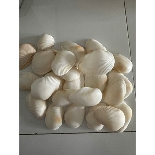 Sò, Ốc, San Hô trang trí chụp ảnh nail, chụp đồ trang sức, làm handmade xinh xắn