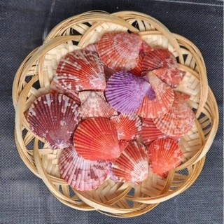 1kg Vỏ sò điệp màu - Vỏ sò đẹp, làm trang trí, làm đồ handmade