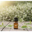 WHITE TEA EXTRACT (CHIẾT XUẤT TRÀ TRẮNG - PHÁP)
