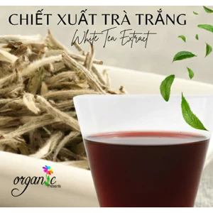 WHITE TEA EXTRACT (CHIẾT XUẤT TRÀ TRẮNG - PHÁP)