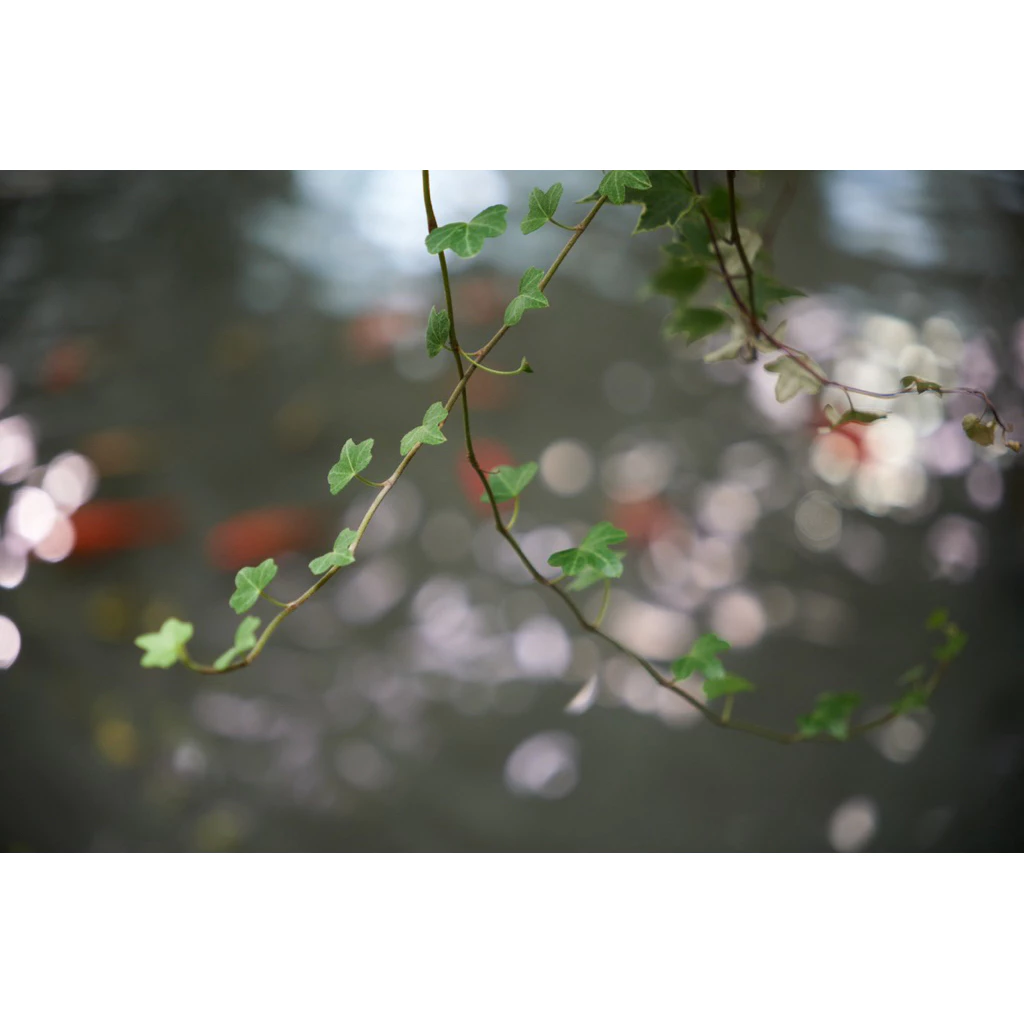 Sigma 18-50mm f/2.8 DC DN (C) for Sony E – Zoom Đa Dụng, Khẩu Lớn f/2.8 | Chính Hãng