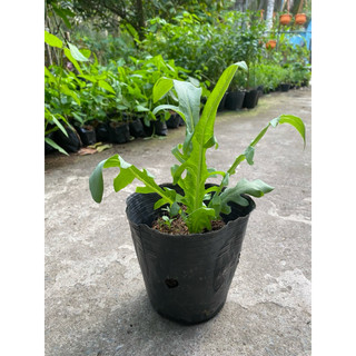 Chậu cây  bồ công anh làm giống- cây dược liệu, nhiều công dụng
