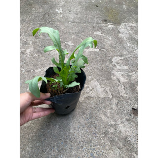 Chậu cây  bồ công anh làm giống- cây dược liệu, nhiều công dụng