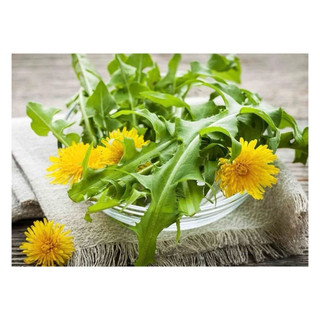 Chậu cây  bồ công anh làm giống- cây dược liệu, nhiều công dụng