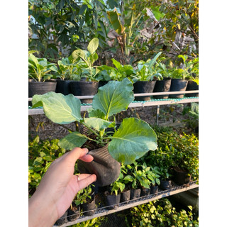 Chậu cây giống bắp cải xanh tốt
