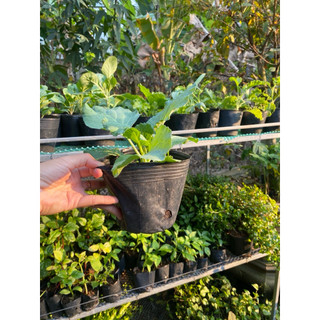 Chậu cây giống bắp cải xanh tốt