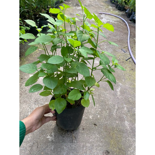 Chậu  rau bồ ngót Nhật xanh tốt