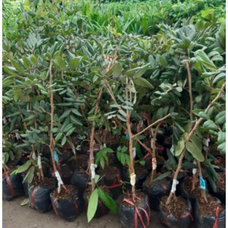 Cây  giống  nhãn tím ( nhãn xuồng tím)