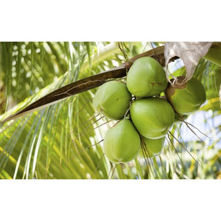 Cây  giống dừa xiêm lùn say trái
