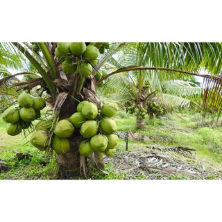 Cây  giống dừa xiêm lùn say trái