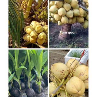 Cây giống  dừa vàng( dừa tam quan)