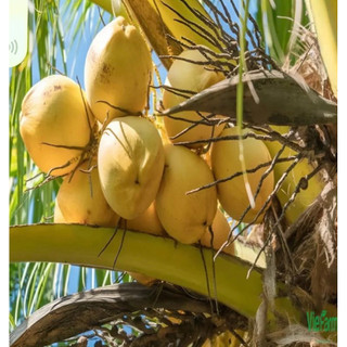 Cây giống  dừa vàng( dừa tam quan)