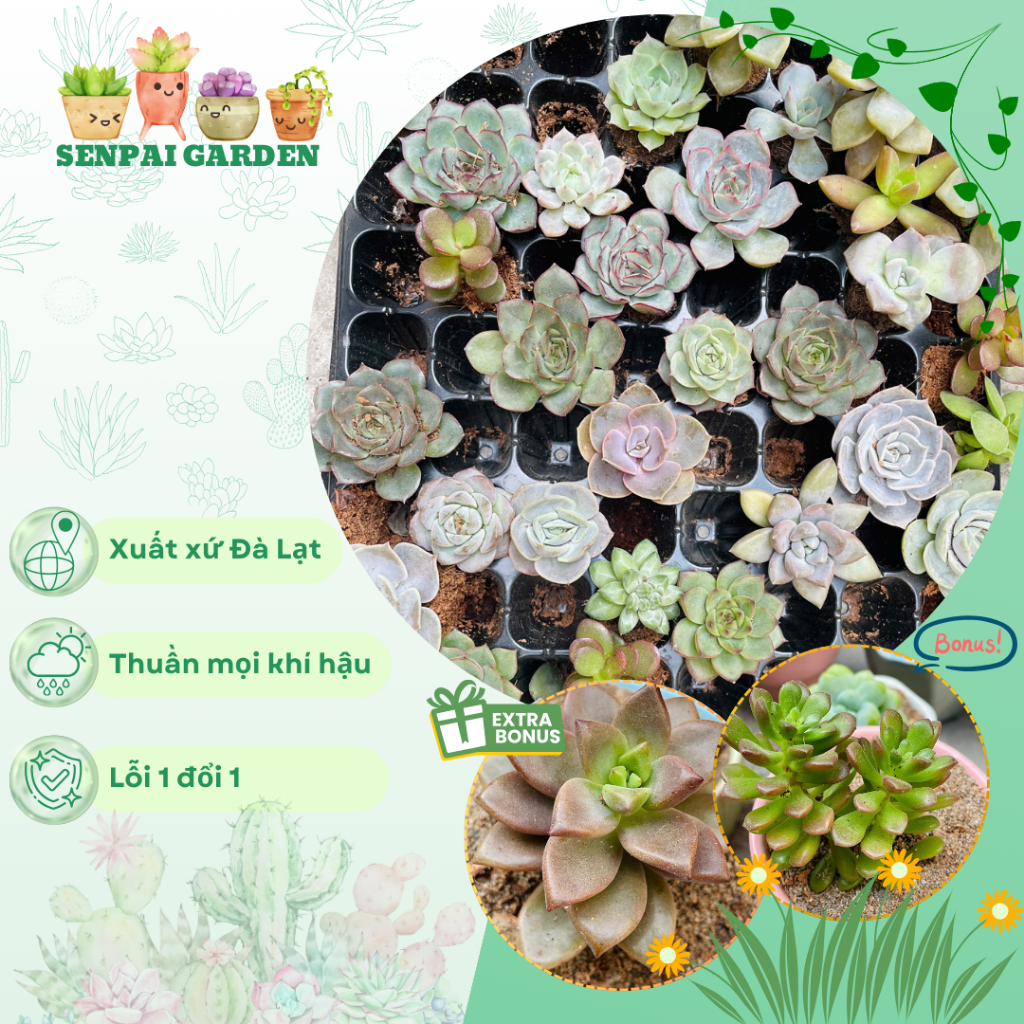 Sen Đá Mini 5 Loại Khác Nhau SENPAI GARDEN tặng giá thể, Combo 5 Cây Sen Đá Mini Đẹp, Lỗi 1 Đổi 1
