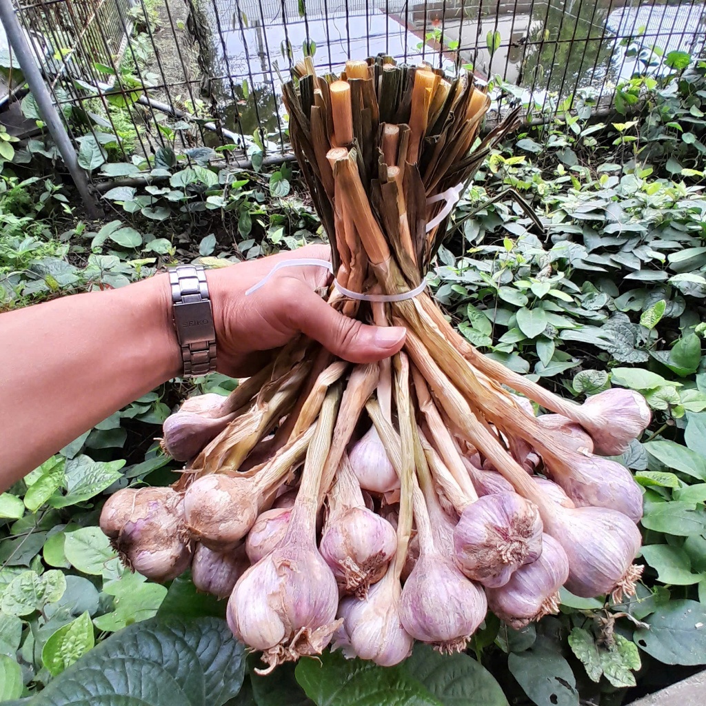 Tỏi ta khô Kinh Môn HẢI DƯƠNG