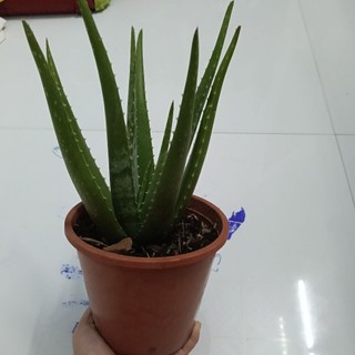 5kg Bẹ Nha Đam Hữu Cơ Nhà Trồng(bẹ nhỏ 1kg 5 bẹ)