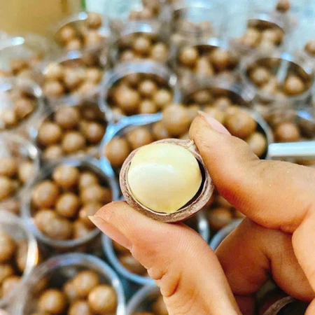 Hạt macca Lai Châu sấy khô nguyên hạt (500g 1kg) loại 1 làm sữa hạt từ quả macca, mắc ca, mac ca tươi hữu cơ