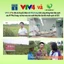 Trà Đinh Lăng giúp hỗ trợ sức khỏe