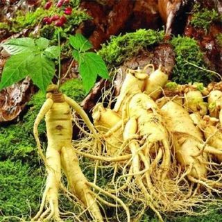 Hạt giống nhân sâm núi Trường Bạch Trung Quốc(60 hạt) - mùi thơm đặc trưng, giàu dinh dưỡng，k036