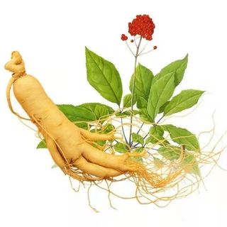 Hạt giống nhân sâm núi Trường Bạch Trung Quốc(60 hạt) - mùi thơm đặc trưng, giàu dinh dưỡng，k036
