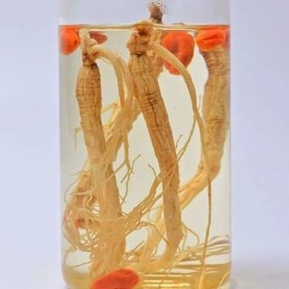 Hạt giống nhân sâm núi Trường Bạch Trung Quốc(60 hạt) - mùi thơm đặc trưng, giàu dinh dưỡng，k036