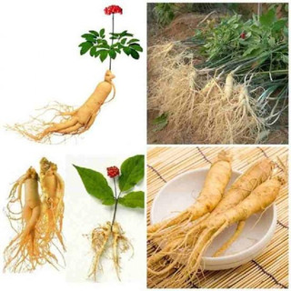 Hạt giống nhân sâm núi Trường Bạch Trung Quốc(60 hạt) - mùi thơm đặc trưng, giàu dinh dưỡng，k036