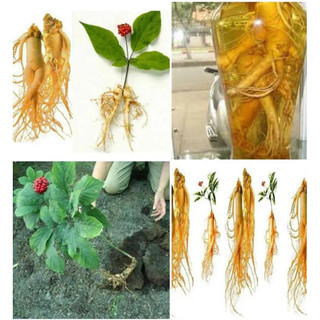 Hạt giống nhân sâm núi Trường Bạch Trung Quốc(60 hạt) - mùi thơm đặc trưng, giàu dinh dưỡng，k036