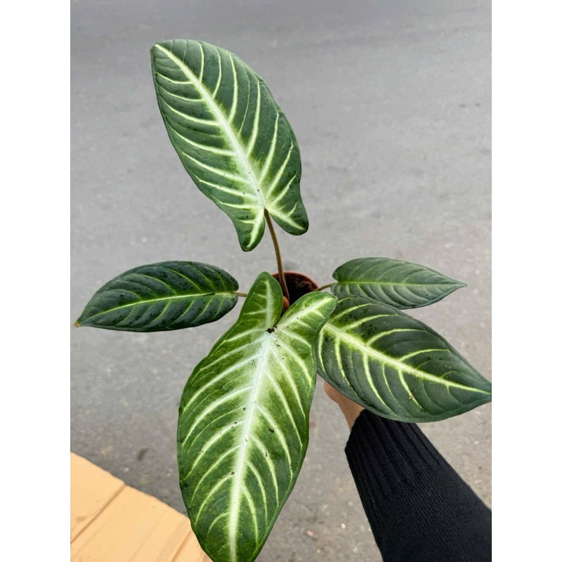 CALADIUM LINDENII