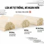 Mì Trường Thọ Jinmailang 500g - Mì Khô Tay Đánh Nội Địa Trung Sợi Dài, Dai Ngon (Sợi Tròn/Sợi Dẹt) Luka Food