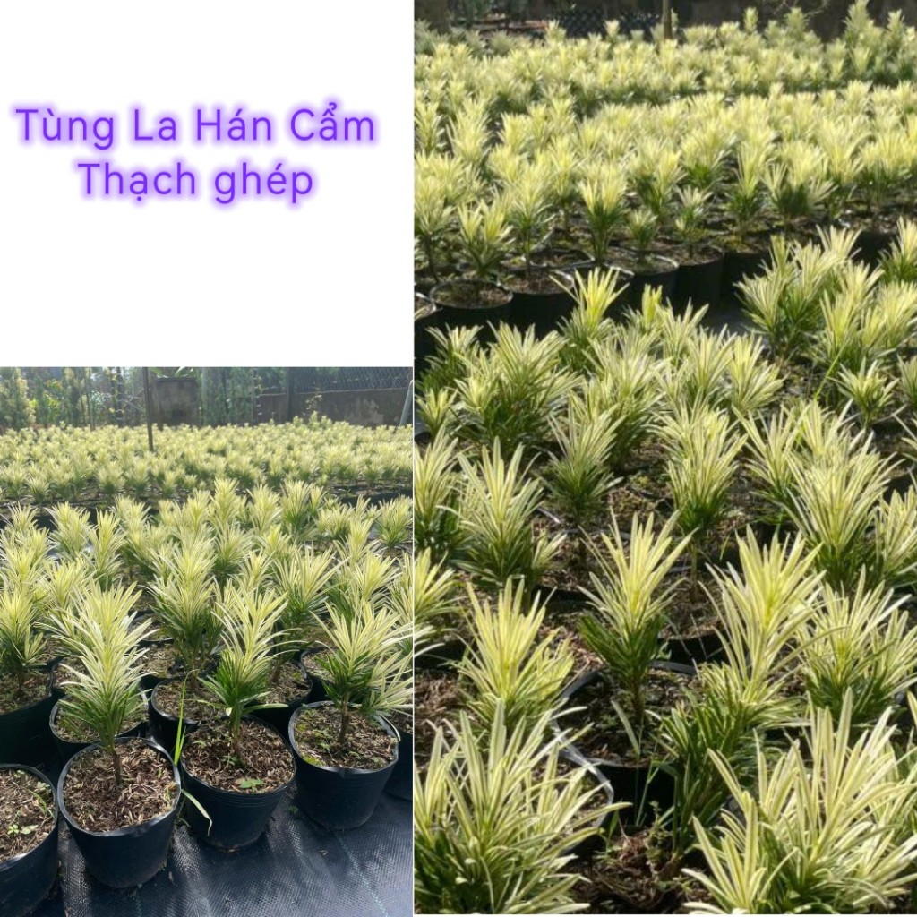 Tùng La Hán Cẩm Thạch Ghép.