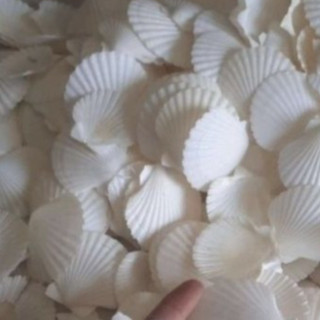 Giá sỉ 1kg vỏ sò các loại mix các màu