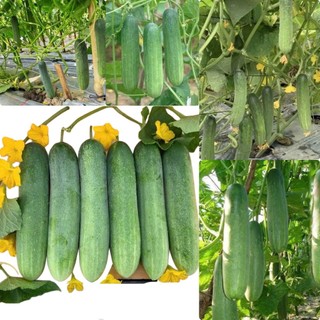 Hạt giống dưa chuột F1 89, dễ trồng năng xuất cao- gói 1gam (khoảng  30 hạt)