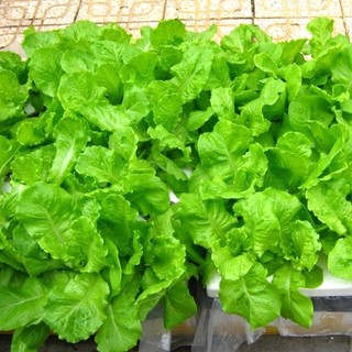 5 Gam - Hạt Giống Xà Lách Dún Vàng, dễ trồng năng xuất cao, kháng sâu bệnh tốt