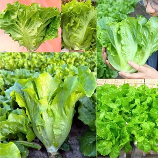5 Gam - Hạt Giống Xà Lách Dún Vàng, dễ trồng năng xuất cao, kháng sâu bệnh tốt