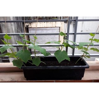 PHÂN TRÙN QUÊ ONIC 2kg (Phân bón hữu cơ giàu dinh dưỡng cho rau sạch, hoa kiểng...)