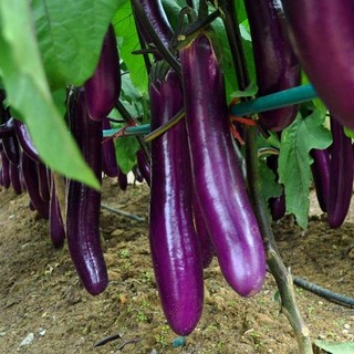 Hạt giống Cà Tím Dài Huế lai F1 , dễ trồng, kháng sâu bệnh tốt, năng xuất cao- gói 2 gam hạt