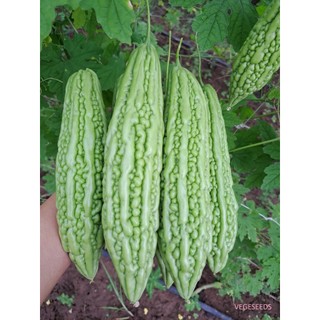 Hạt giống Mướp Đắng Lai Cao Ly F1, năng xuất cao, kháng sâu bệnh tốt - 10 Hạt