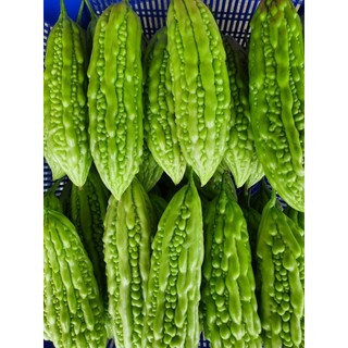 Hạt giống Mướp Đắng Lai Cao Ly F1, năng xuất cao, kháng sâu bệnh tốt - 10 Hạt