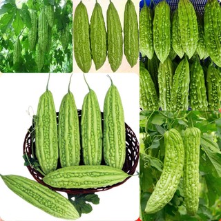 Hạt giống Mướp Đắng Lai Cao Ly F1, năng xuất cao, kháng sâu bệnh tốt - 10 Hạt